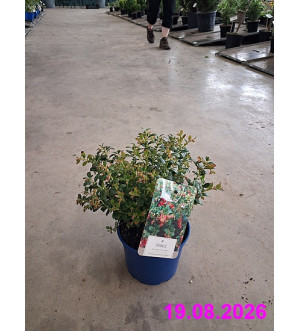 Vaccinium vitis-idaea 'Fireballs'® C 2 L